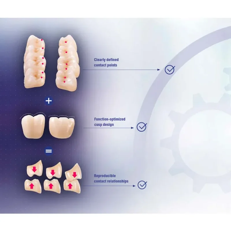 Vita MFT Denture Teeth R42 -A1 (Set of 28) - Image 2